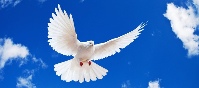 paloma-blanca-volando-6085